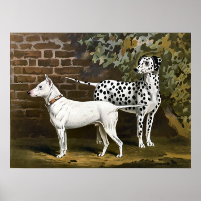 Vintage Bull Terrier and Dalmatian dog art Poster (Front)