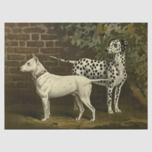 Vintage Bull Terrier and Dalmatian Tissue Paper