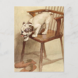 Vintage Bulldog Puppy Illustration Postcard