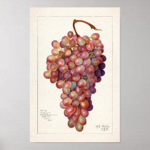 Vintage Bunch of Red Grapes Fruit Painting Poster