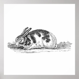 Vintage Bunny Rabbit Illustration - 1800's Rabbit Poster