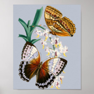 Vintage Butterflies and Floral Illustration on Poster