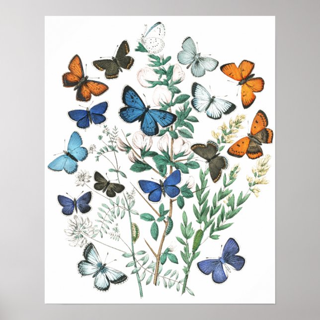 Vintage Butterflies Illustration Poster (Front)