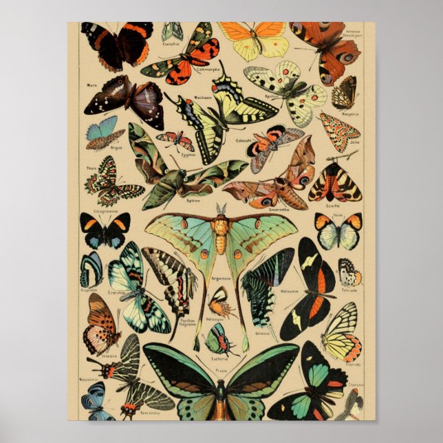 Vintage Butterflies Papillons Poster (Front)