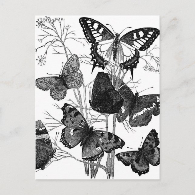 Vintage Butterfly Butterflies Print Postcard (Front)