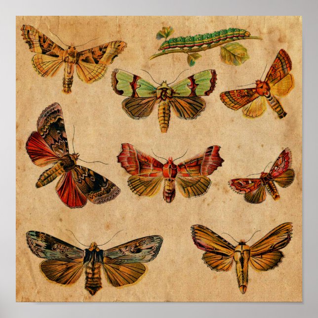 Vintage Butterfly & Caterpillar Antique  Poster (Front)