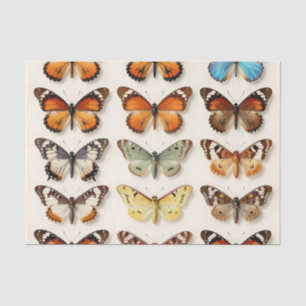 Vintage Butterfly Collection Grid Display Tissue Paper