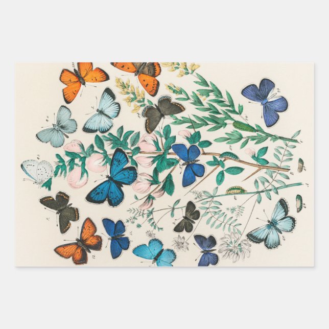 Vintage Butterfly Decoupage Paper Floral Botanical (Front)