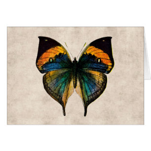 Vintage Butterfly Illustration 1800's Butterflies