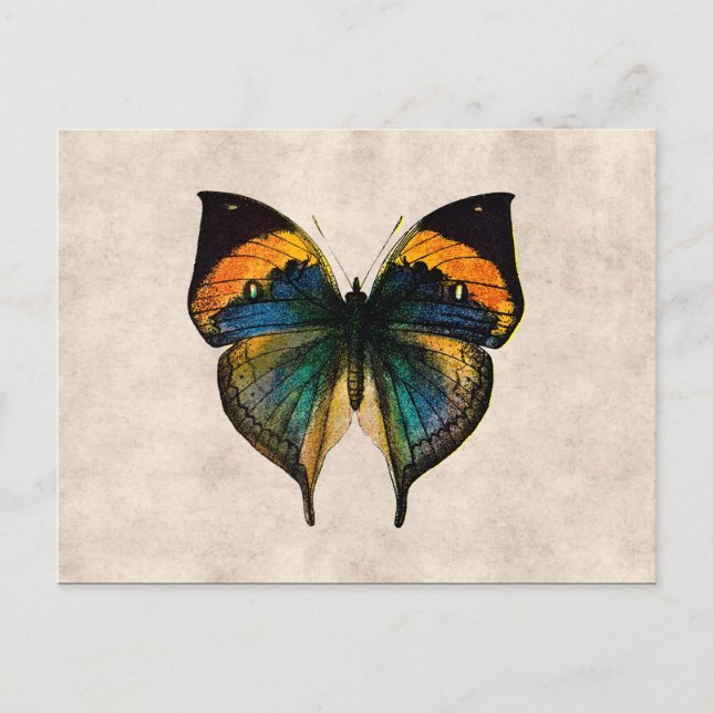 Vintage Butterfly Illustration 1800's Butterflies Postcard (Front)