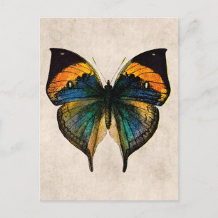 Vintage Butterfly Illustration - Butterflies Postcard