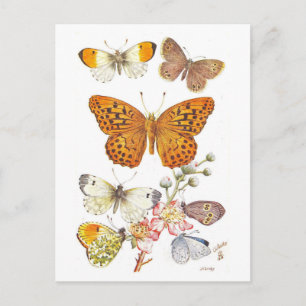 Vintage Butterfly Illustration Postcard