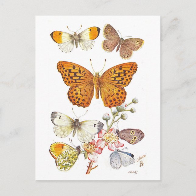 Vintage Butterfly Illustration Postcard (Front)