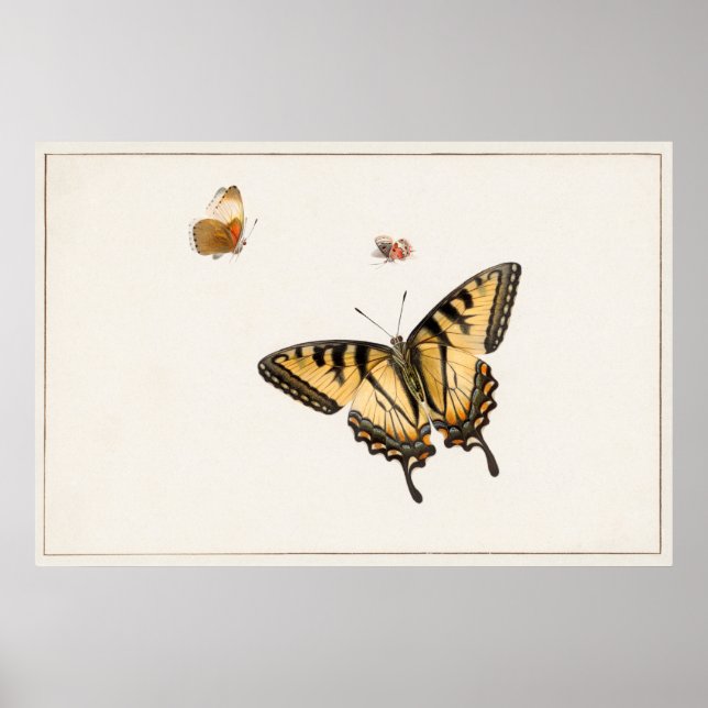 Vintage Butterfly Illustration Poster (Front)