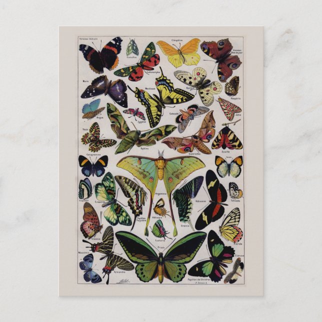 Vintage butterfly moth art postcard (Front)