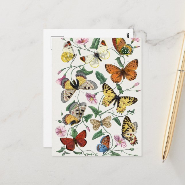 Vintage Butterfly & Moth Painting Postcard (Front/Back In Situ)