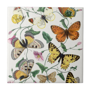 Vintage Butterfly & Moth Tile