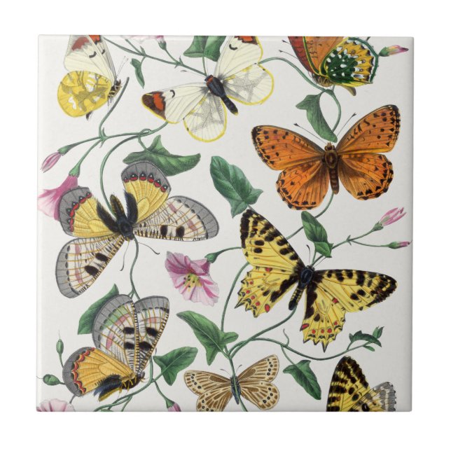 Vintage Butterfly & Moth  Tile (Front)