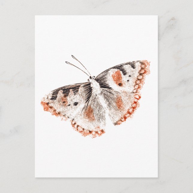 Vintage Butterfly Old Illustration Postcard (Front)