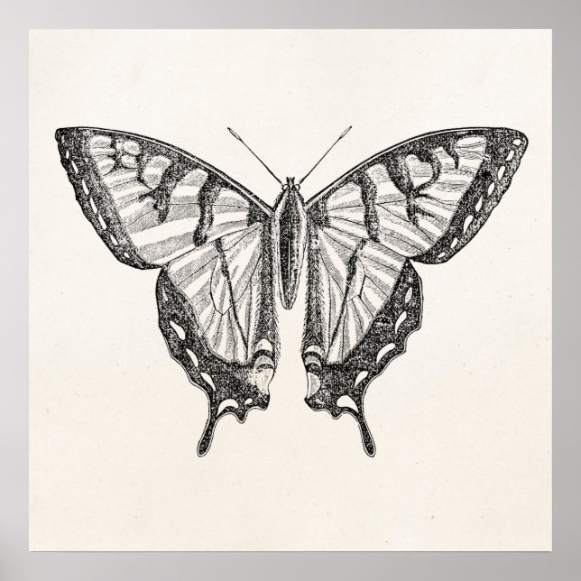 Vintage Butterfly Personalized Butterflies Insects Poster (Front)