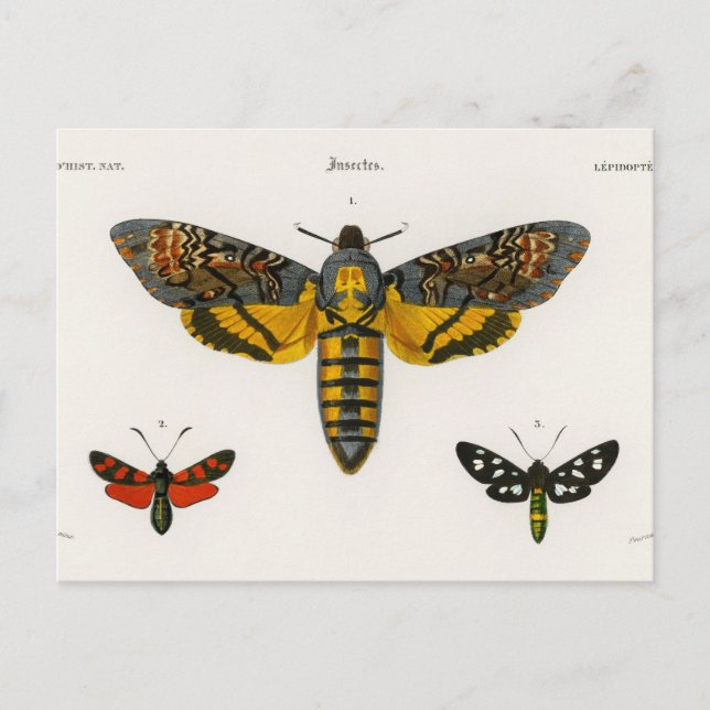 Vintage Butterfly Postcard (Front)
