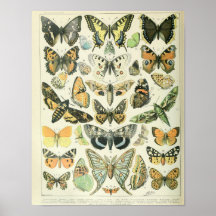 Vintage Butterfly poster