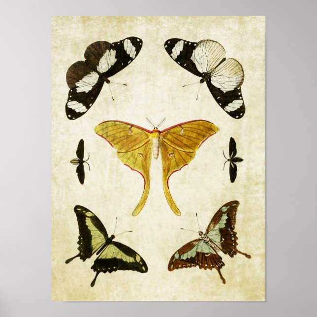 Vintage Butterfly Print 002 (Front)