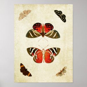 Vintage Butterfly Print 018