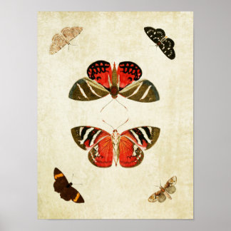Vintage Butterfly Print 018