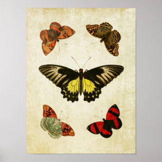 Vintage Butterfly Print 025