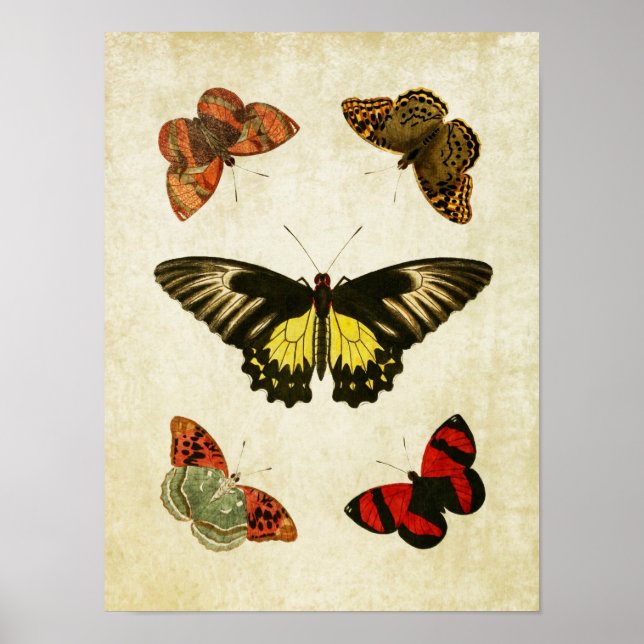 Vintage Butterfly Print 025 (Front)