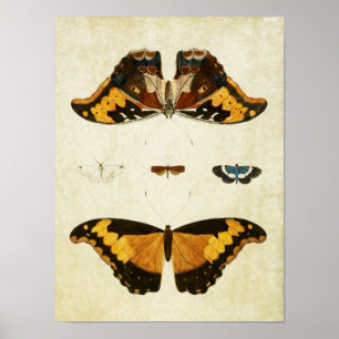 Vintage Butterfly Print 056