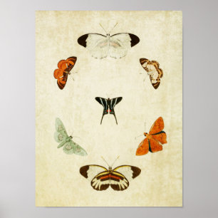 Vintage Butterfly Print 063