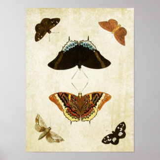 Vintage Butterfly Print 074