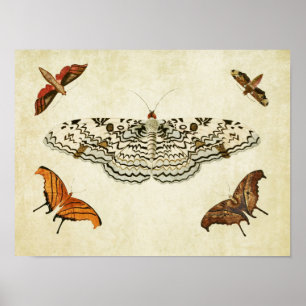 Vintage Butterfly Print 087