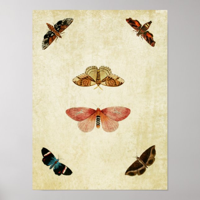 Vintage Butterfly Print 107 (Front)
