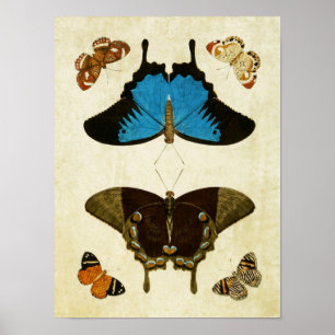 Vintage Butterfly Print 121
