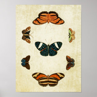 Vintage Butterfly Print 130