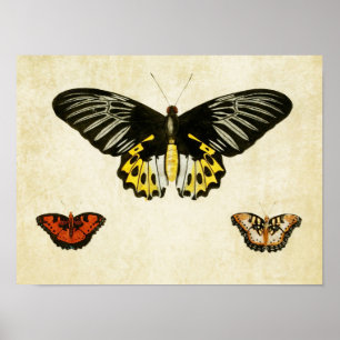 Vintage Butterfly Print 135