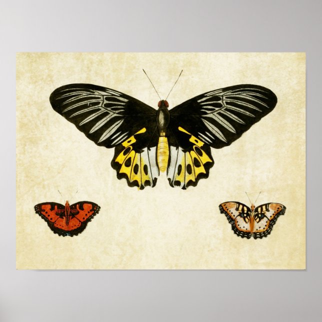 Vintage Butterfly Print 135 (Front)