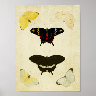 Vintage Butterfly Print 141