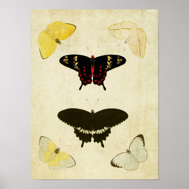 Vintage Butterfly Print 141 (Front)