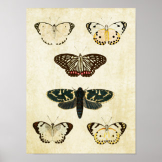 Vintage Butterfly Print 154