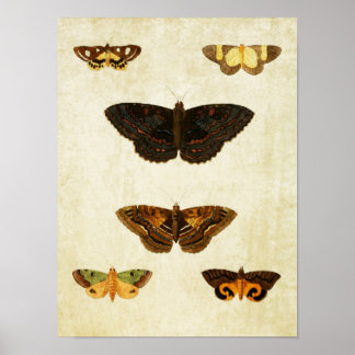 Vintage Butterfly Print 172