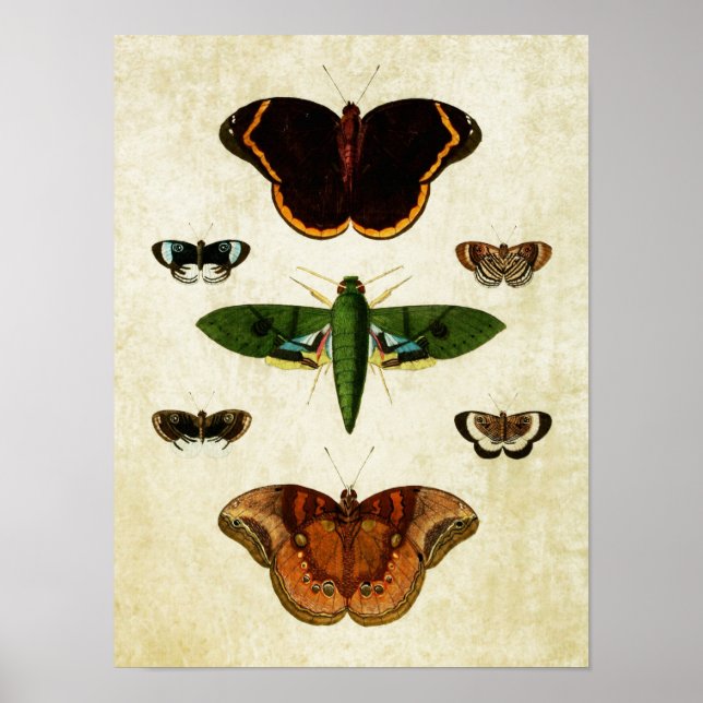 Vintage Butterfly Print 184 (Front)