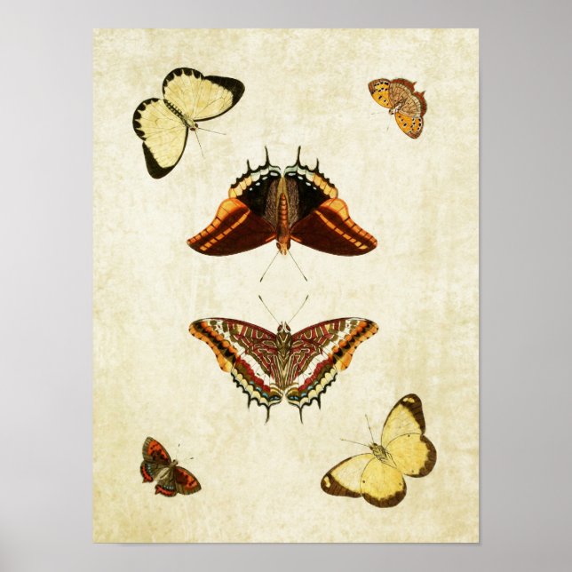 Vintage Butterfly Print 186 (Front)