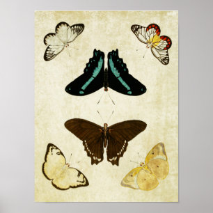Vintage Butterfly Print 187