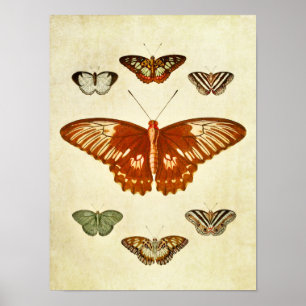 Vintage Butterfly Print 194