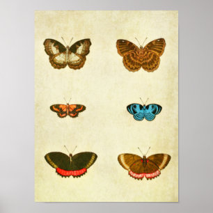 Vintage Butterfly Print 236