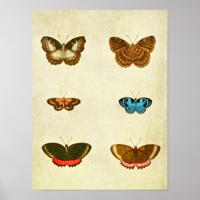 Vintage Butterfly Print 236 (Front)